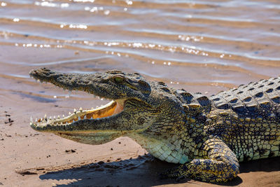 Crocodile at nile riverbank during sunny day