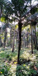 Trees in forest