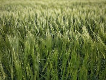 Crop in field