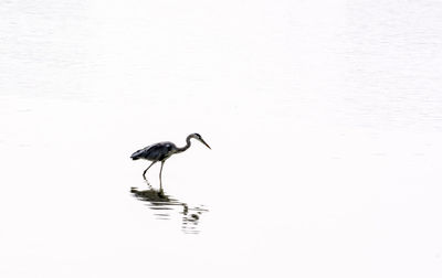 Bird flying over lake