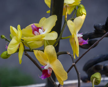 Close-up of yellow flowering plant