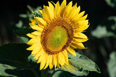 Close-up of sunflower