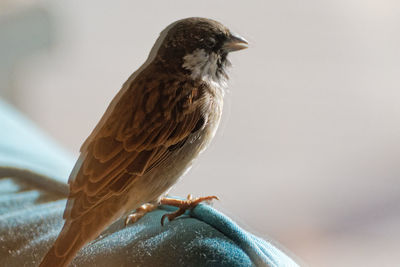 Close-up of bird perching on hand