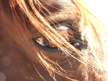 Close-up portrait of horse