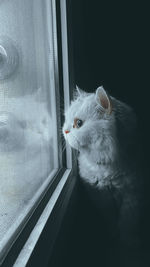 Close-up of cat looking through window