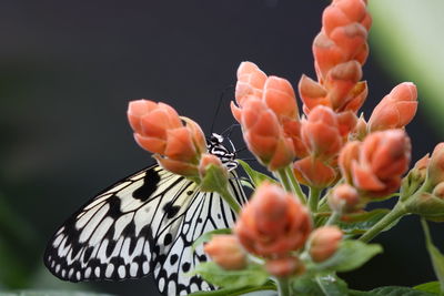 Close-up of butterfly perching on orange flowers