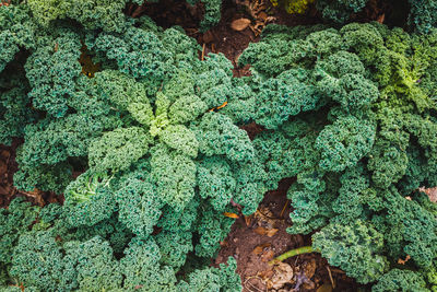 High angle view of plants growing on land