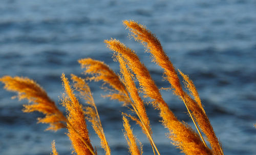 Close-up of plant against sea during sunset