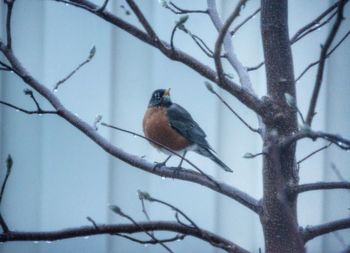 Bird perching on branch