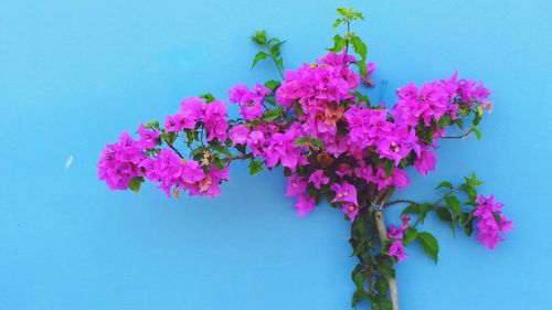 Low angle view of pink flowers blooming against clear blue sky