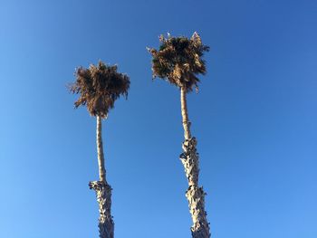 Low angle view of dried palm trees against clear blue sky