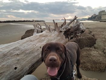 Portrait of dog on beach against sky