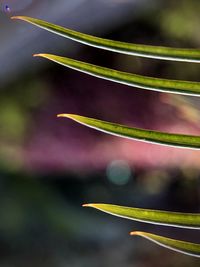 Close-up of yellow leaf