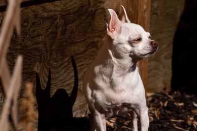 Close-up of a dog looking away