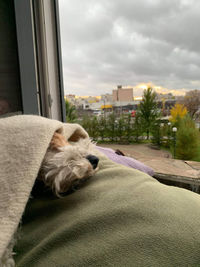 Dog sleeping on window