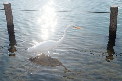 Swan swimming in lake