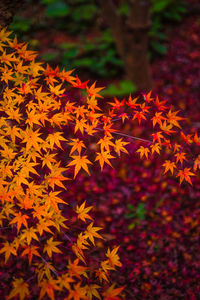 Close-up of orange flowers on plant during autumn