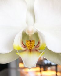 Close-up of white orchid