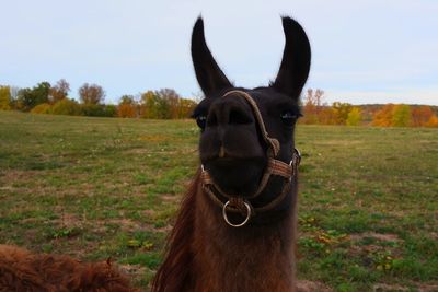 Close-up of a horse on field