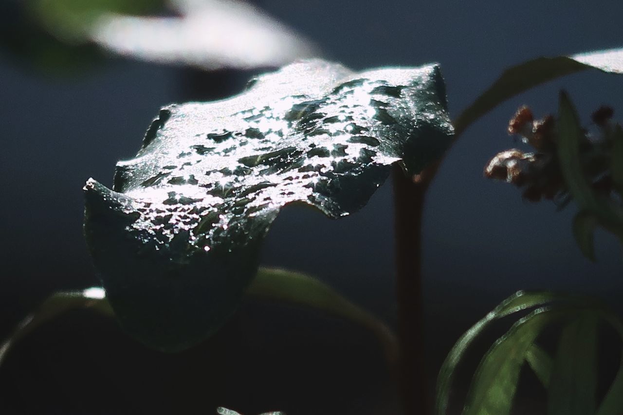 CLOSE-UP OF RAINDROPS ON PLANTS