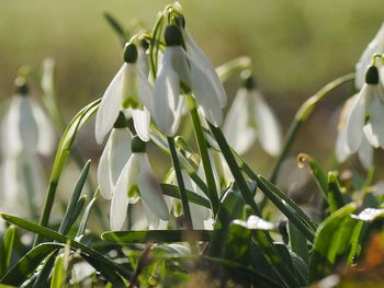 Close-up of white flowering plant