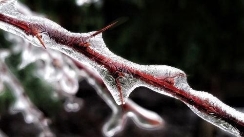 Close-up of lizard on tree