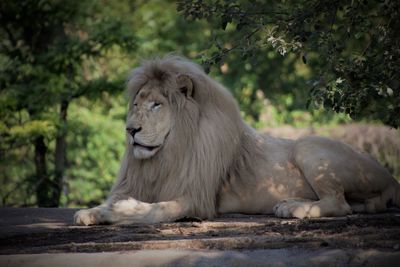 Lion relaxing on a stone