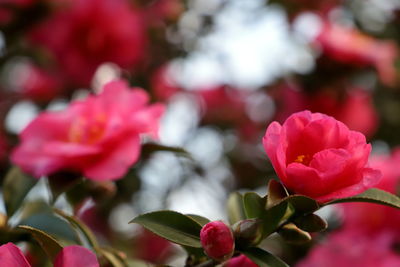 Close-up of pink roses