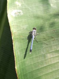 Close-up of damselfly on leaf