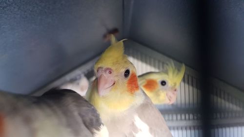 Close-up of birds in cage