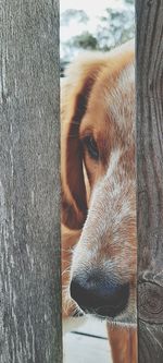 Close-up of dog looking away