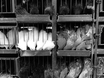 Chickens being fed in poultry farm