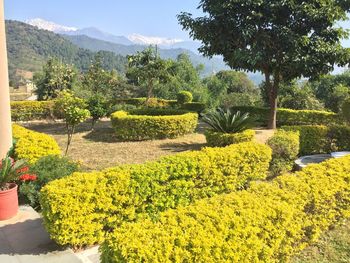 Yellow flowers growing on landscape against sky