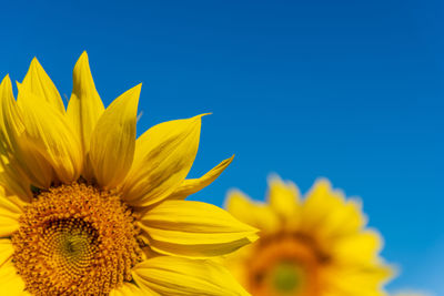 Close-up of sunflower against blue sky