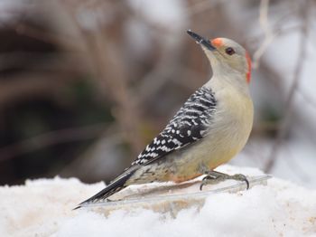 Close-up of bird perching outdoors