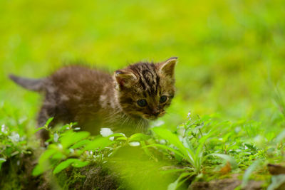 Portrait of cat on field