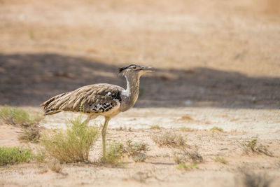 Bird in a field