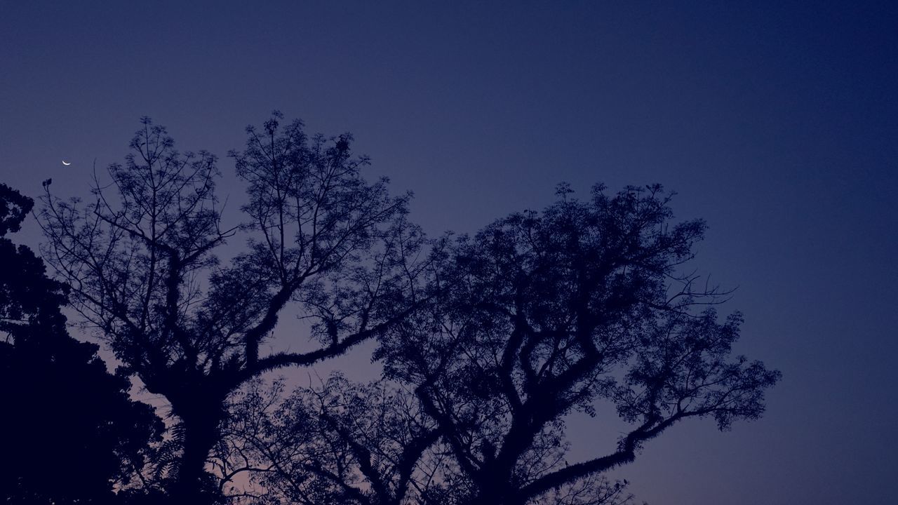 LOW ANGLE VIEW OF SILHOUETTE TREE AGAINST BLUE SKY