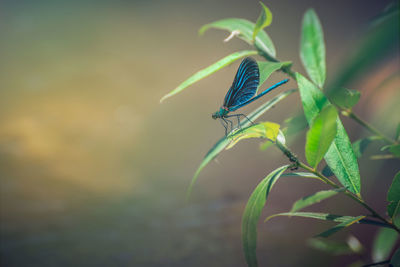 Close-up of butterfly on plant