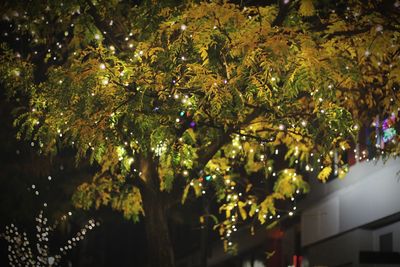 Low angle view of christmas tree at night
