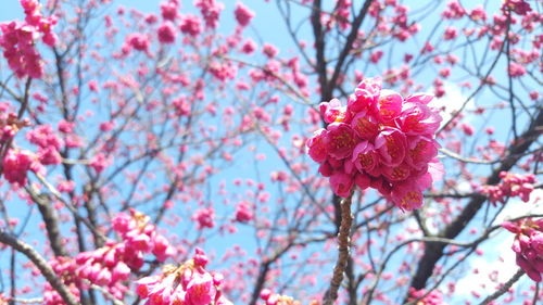 Close-up of pink cherry blossom