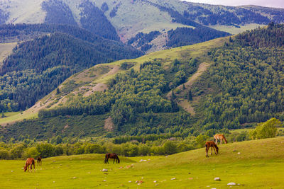 Horses grazing on mountain