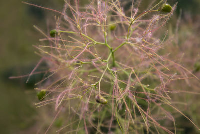 Close-up of fresh plant