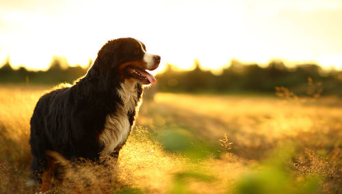 Dog looking away on field