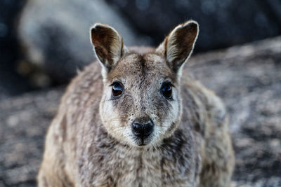 Close-up of kangaroo