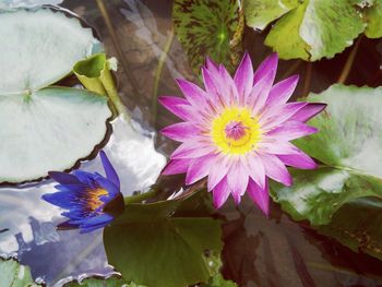 Lotus water lily in pond