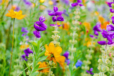 Close-up of purple flowering plants on field