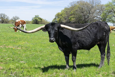 Cow in a field