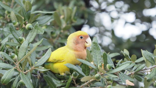 Close-up of bird perching on plant