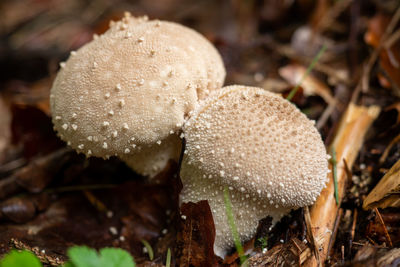 Close-up of mushroom growing on field